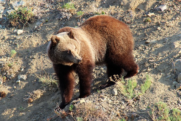 Туристов предупредили об активности медведей в районе Кругобайкальской железной дороги