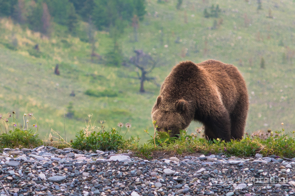 Туристов предупреждают о повышенной активности медведей в районе КБЖД