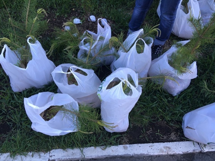 Жители предместья Рабочего в Иркутске высадили 60 сосен