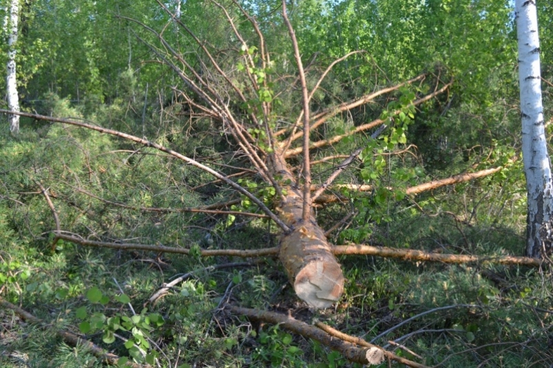 Незаконные рубки леса в Тайшетском районе Приангарья пытались скрыть с помощью поджогов