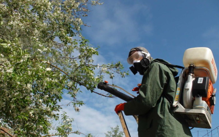 Иркутяне могут подать заявки на обработку деревьев от горностаевой моли