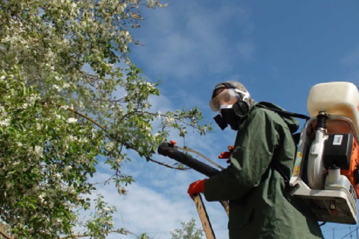 В Иркутске принимают заявки на обработку деревьев от горностаевой моли