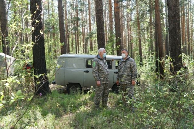 Непрерывное отслеживание рубок леса введут в Иркутской области