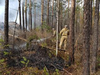 Более 1300 гектаров леса горят в шести районах Иркутской области