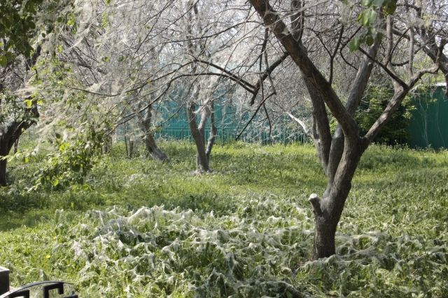 В Иркутске собирают заявки на обработку деревьев от горностаевой моли