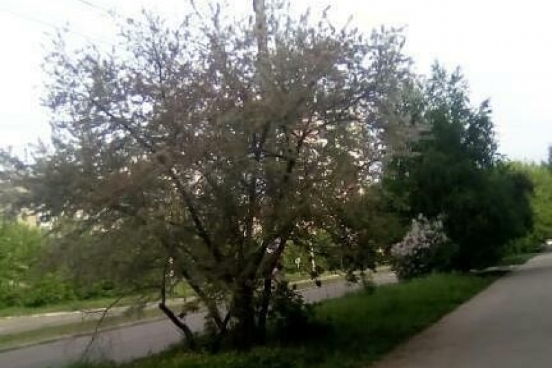 Горностаевая моль "окутала" деревья в Ангарске