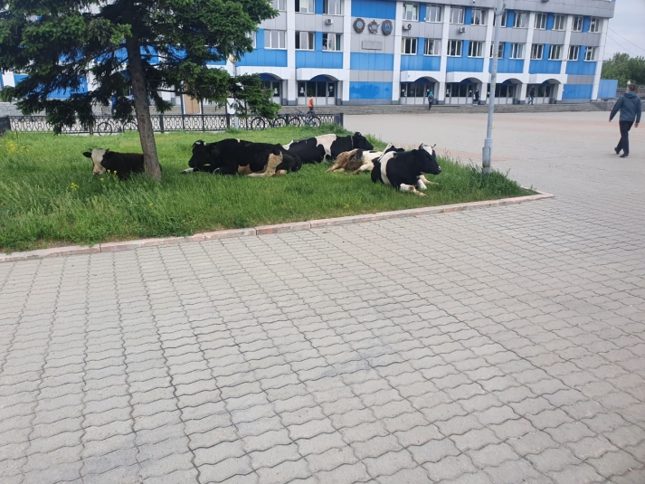 Три коровы и два теленка не вернулись со свободного выпаса в Иркутске