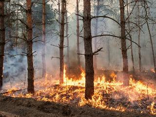 Три лесных пожара действует в Иркутской области в воскресенье