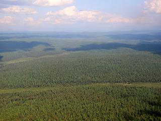 В Иркутской области привлекли к уголовной ответственности 202 черных лесоруба
