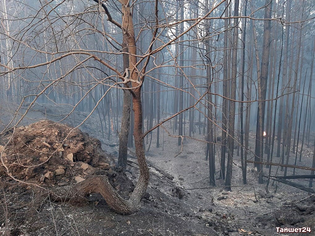 На юге Тайшетского района потушили лесной пожар на площади 2700 га