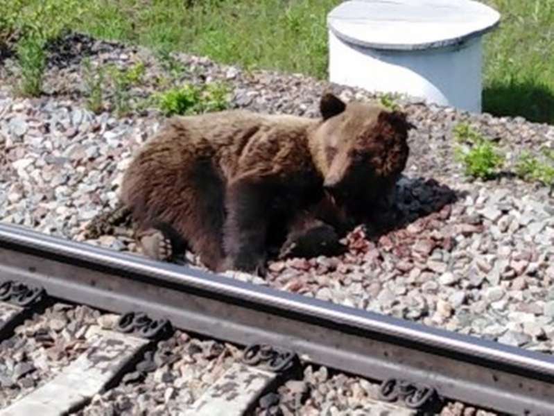 В Чунском районе грузовой поезд сбил медведицу <meta itemprop=url content=https://irksib.ru/allnews/12-social/18910-v-chunskom-rajone-gruzovoj-poezd-sbil-medveditsu />