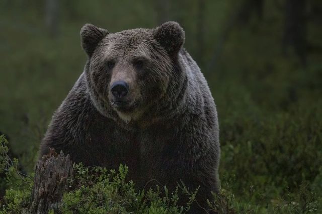 Агрессивный медведь забрался во двор дома в Усть-Илимском районе
