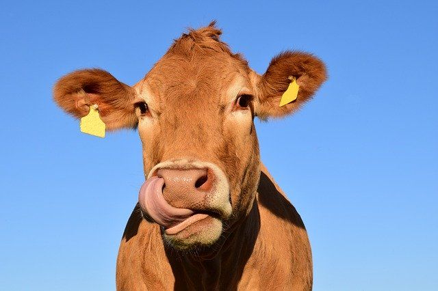 Корову и быка украли в Эхирит-Булагатском районе