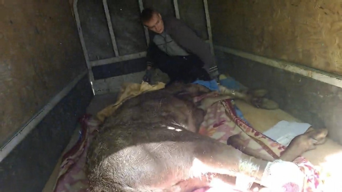Обнаруженный в Иркутске раненый лось умер