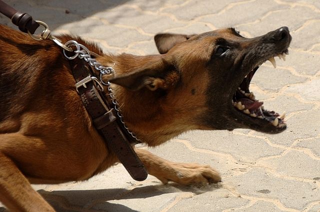 Агрессивную собаку застрелили в посёлке Усть-Ордынский