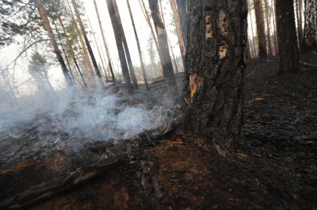Крупный лесной пожар в Усть-Удинском районе начался по вине мотоциклиста