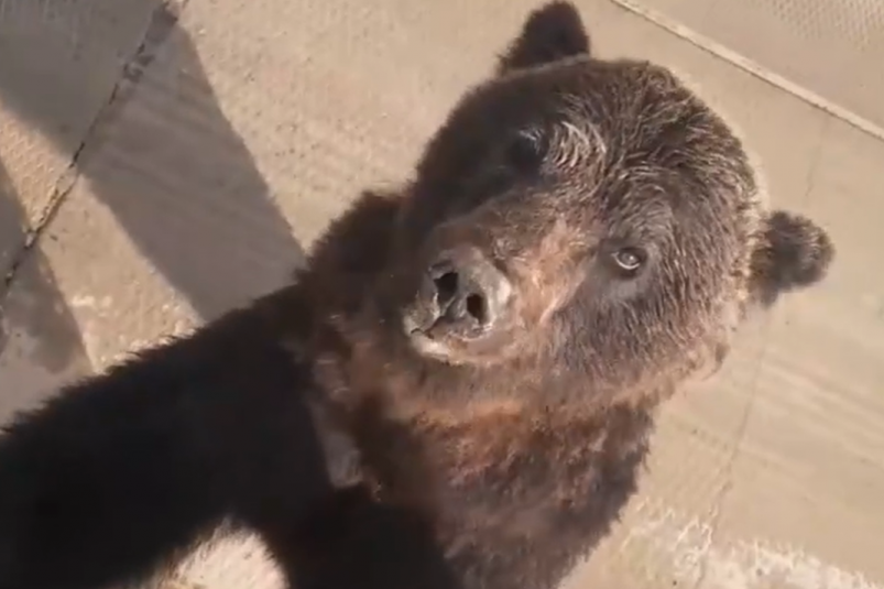 Медведь выпрашивал угощение у водителя большегруза на границе с Иркутской областью