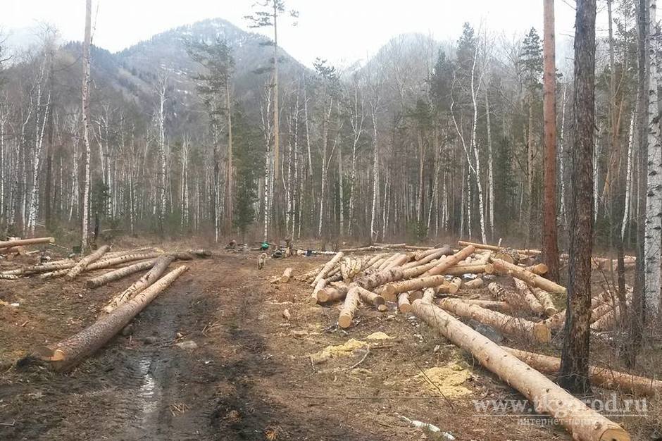 Прокурорская проверка показала, что в Братском и Падунском лесничествах, вопреки закону, могли вырубать защитные леса