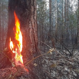 В Чунском районе зарегистрирован четырнадцатый лесной пожар