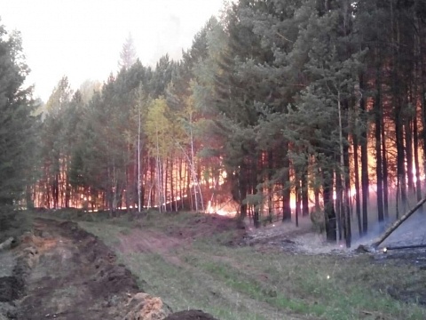 В лесах Иркутской области потушено 14 лесных пожаров