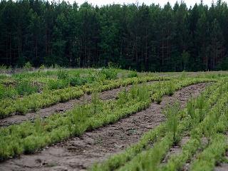В Иркутской области пробуют вырастит саженцы кедра с закрытой корневой системой