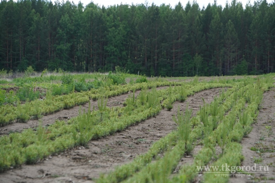 Эксперимент по выращиванию кедра с закрытой корневой системой проводят в Приангарье