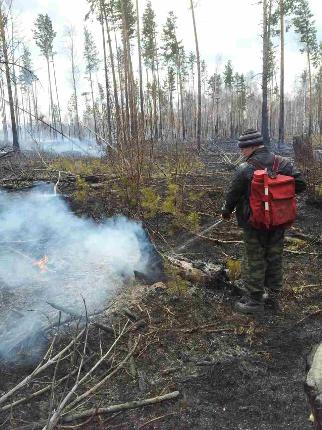 Крупный лесной пожар тушат в Катангском районе