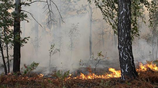 В Иркутской области горит около 5,5 тысячи гектаров леса