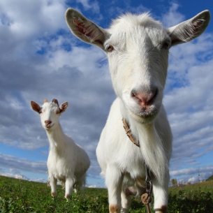 В Иркутской области на 18 процентов сократилось поголовье овец и коз