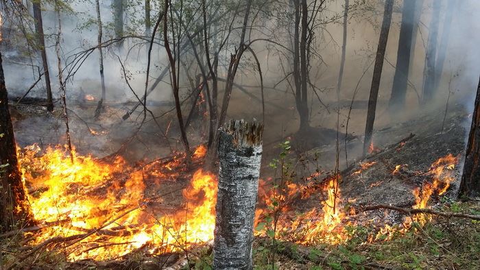 Восемь пожаров потушили в лесах Иркутской области в первый день лета