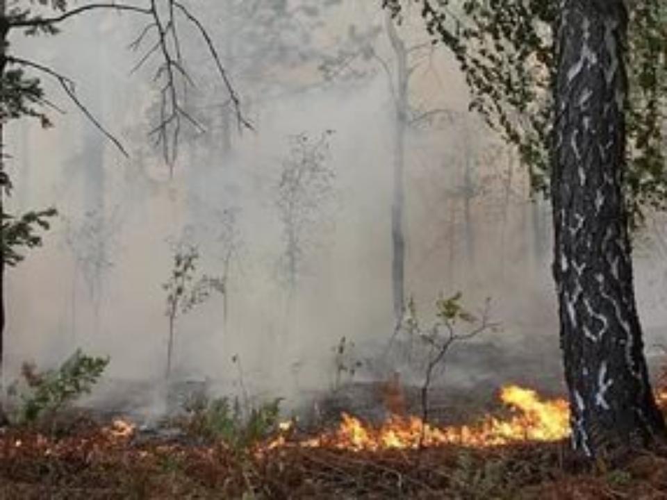 1 июня в Приангарье потушили восемь лесных пожаров