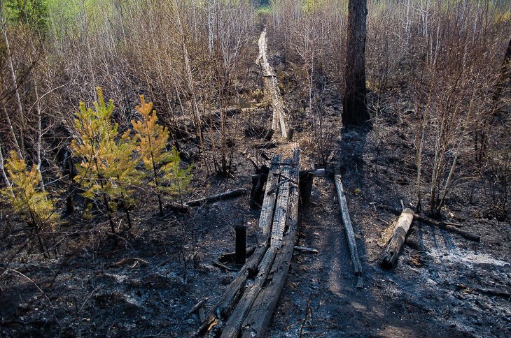За сутки площадь лесных пожаров в Иркутской области сократилась на семь тысяч гектаров