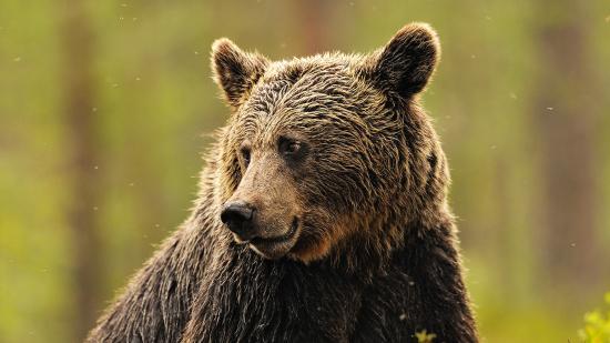 В Красноярском крае медведь задрал женщину на глазах мужа и ребёнка