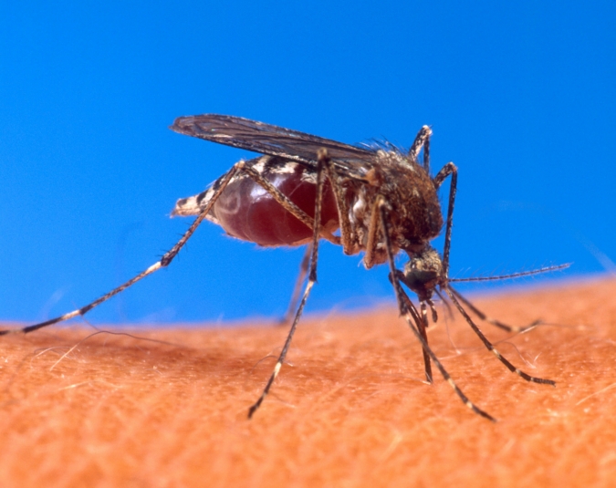 В каком случае комариный укус может стать смертельным
