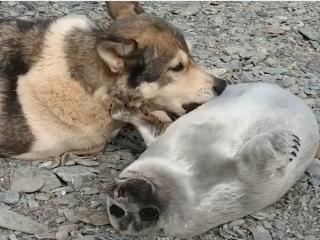 Байкальский нерпенок решил пожить с людьми и собакой