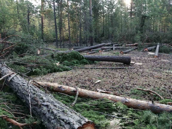 Полиция выявила факт незаконной рубки леса на 900 тысяч рублей в Приангарье