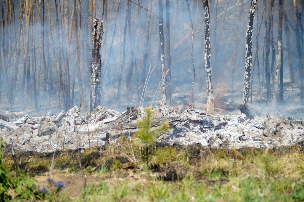 Пять лесных пожаров ликвидировали за сутки в Иркутской области