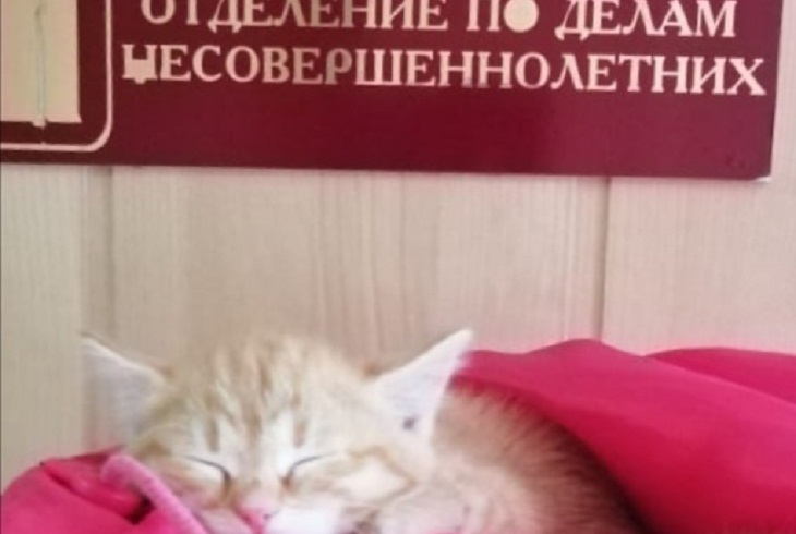 12-летняя девочка ушла из дома в Ново-Ленино из-за запрета родителей оставить котенка