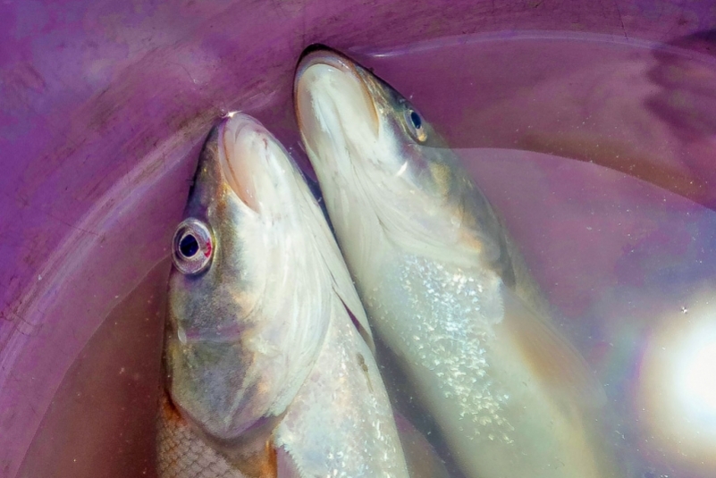 Роскачество назвало рыбу, которая может "заразить" паразитами