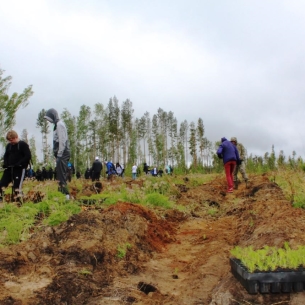 Сергей Шеверда и Владимир Гришин присоединились к акции «Посади дерево» в Прибайкалье