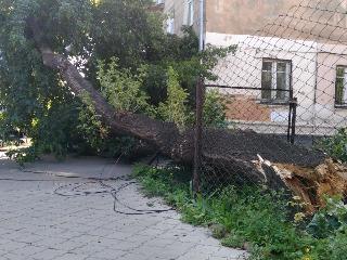 В центре Иркутска на провода упало дерево