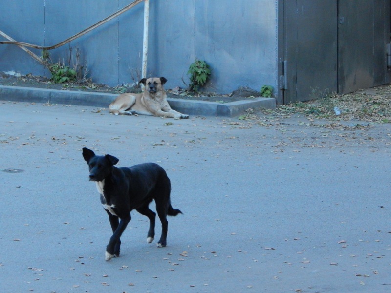 Собакам в Шелеховском районе запретили заходить на территорию школ и детсадов