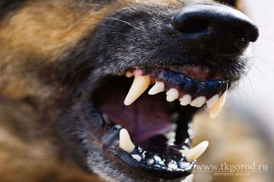 В Падунском районе Братска бродячая собака покусала женщину. Со слов врачей это был седьмой подобный случай за день