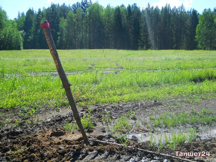 Иркутские активисты выявили факт фиктивной посадки леса в Тайшетском районе