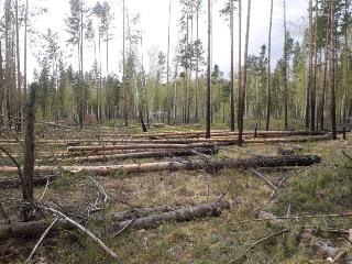 Президент РФ и глава Приангарья обсудили поправку о сплошной рубке леса