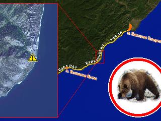 Туристов предупреждают о медведе рядом с Большой Байкальской тропой
