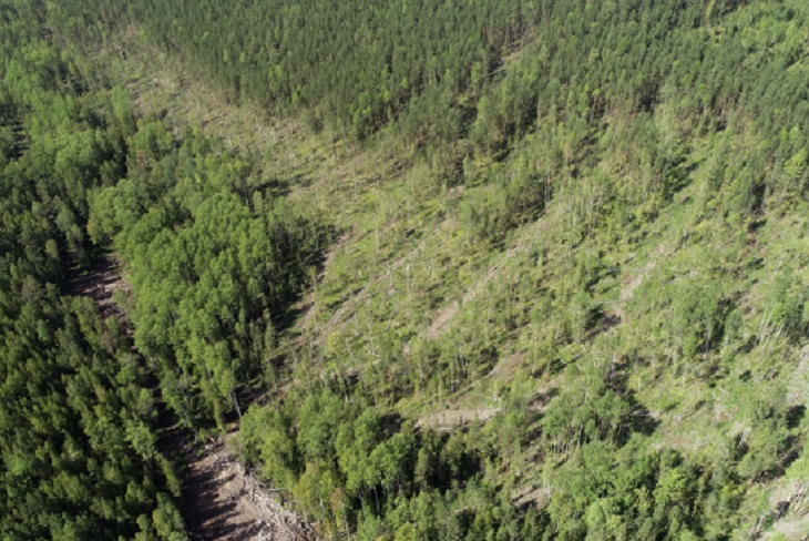 Активисты выявили факт фиктивной посадки леса в Тайшетском районе