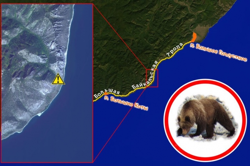 Туристов предупредили о встрече с медведем на Большой Байкальской тропе