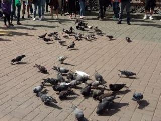 В Иркутске кормили голубей в поддержку двух Сергеев и против президента Путина