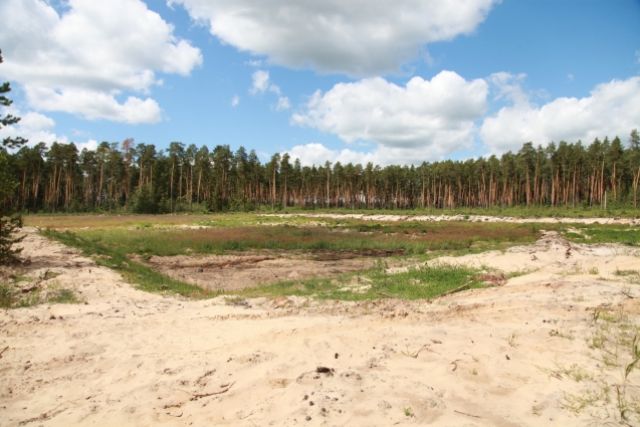 Тайшетскую компанию обвиняют в незаконном экспорте леса на 2,2 млн рублей